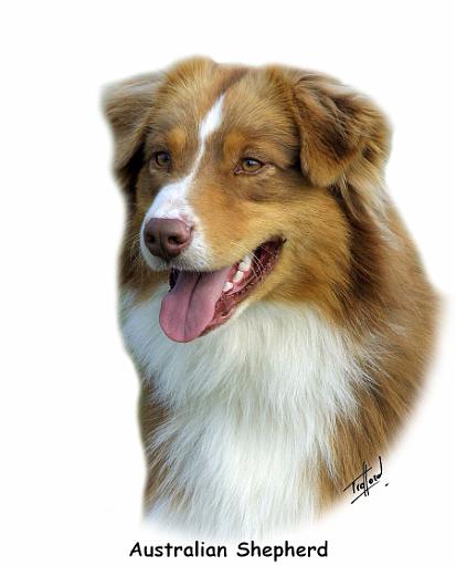 Australian Shepherd 9K4D-16_2.jpg